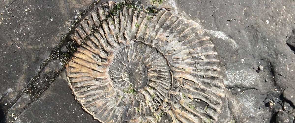 Kimmeridge bay in Dorset the Uk, if you beach comb along the beach you will find fossils engraved into the slate rocks, and if your lucky enough you could find a fossil to!