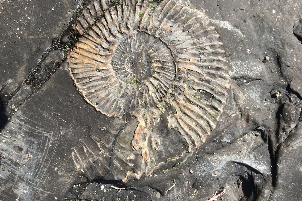 A fossil imprint on a rock surface.