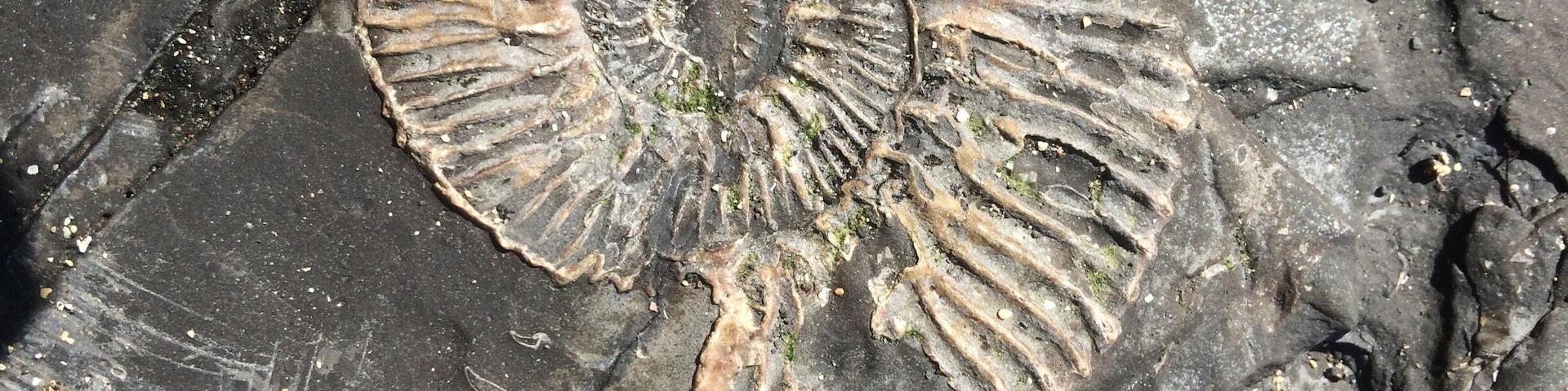 Kimmeridge bay in Dorset the Uk, if you beach comb along the beach you will find fossils engraved into the slate rocks, and if your lucky enough you could find a fossil to!