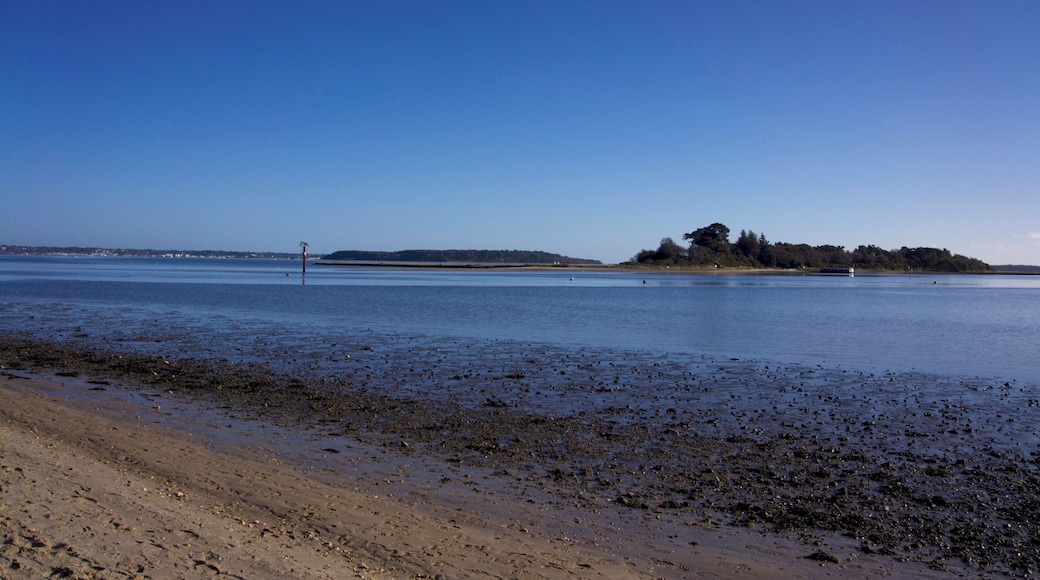 We visited Arne this morning - and so did the rest of Dorset! I have never seen it so busy. The skies were blue, it was pleasantly mild and even a Red Admiral butterfly was seen flying by.