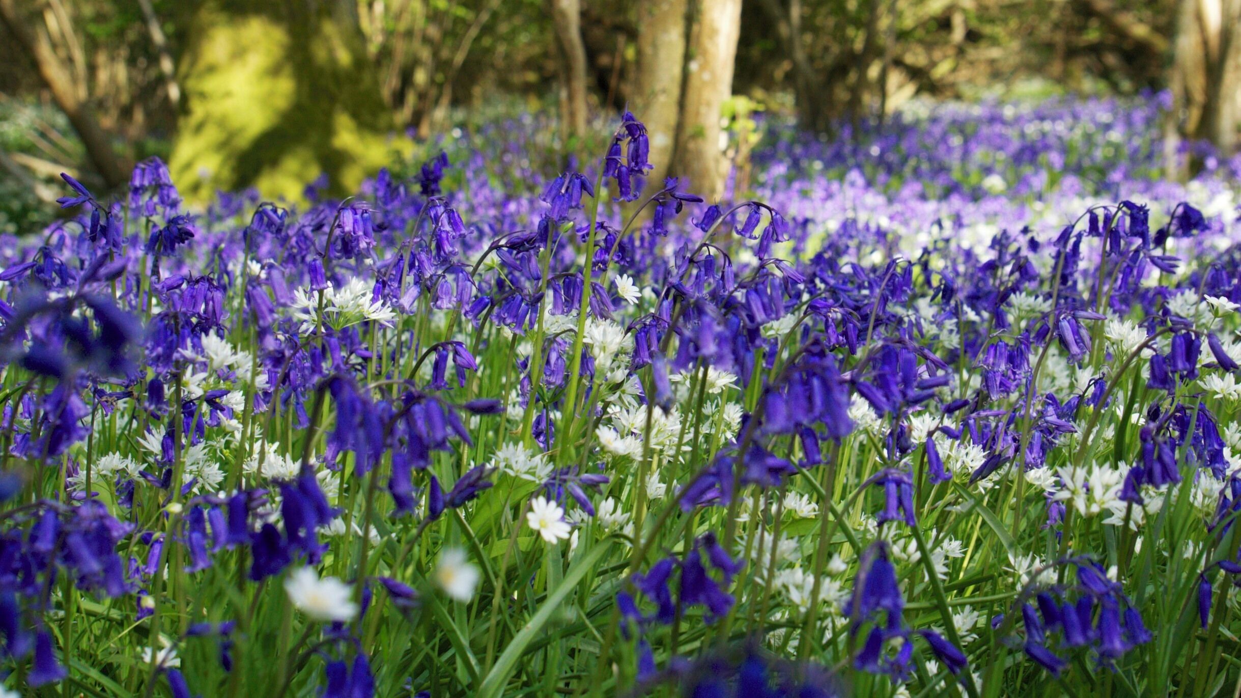 Kilwood nature reserve. Purbecks, Dorset.