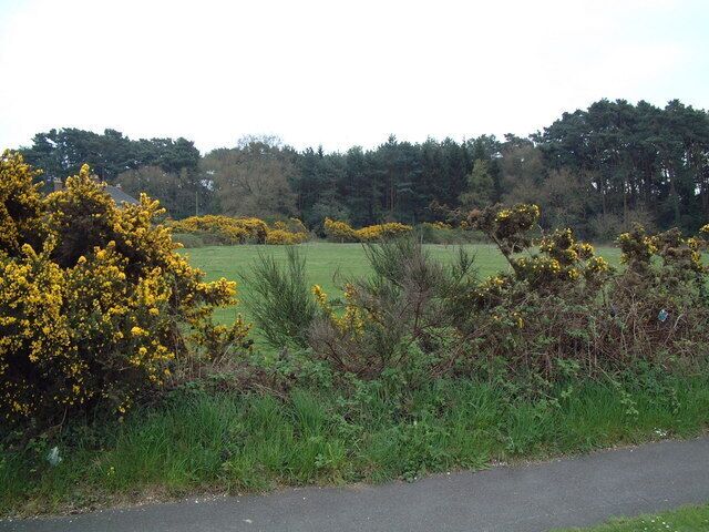 View from Sandford Road. Woodland across a paddock near the Sandford Inn.