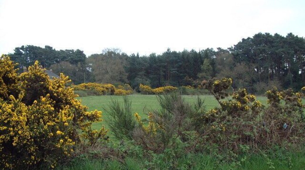 View from Sandford Road. Woodland across a paddock near the Sandford Inn.