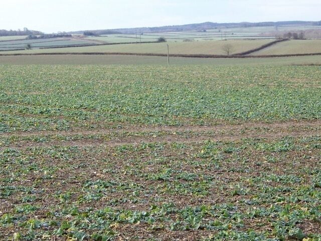 Root crops near Morden Root crops of several varieties are widely grown as food for cattle and sheep.