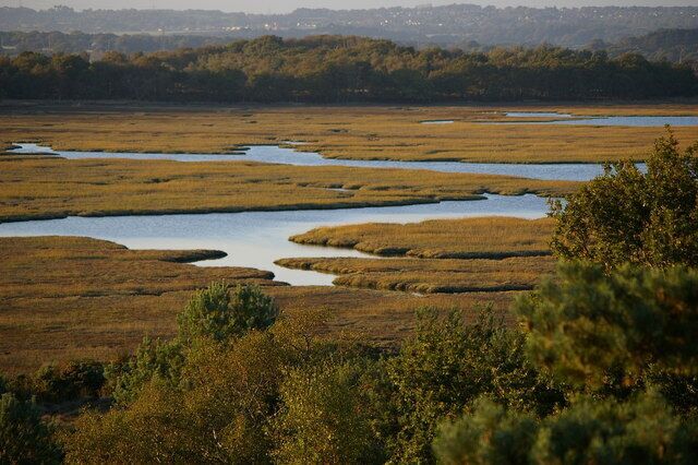 Saltmarsh at Arne Nature Reserve Photo taken from the viewpoint near Shipstal Point