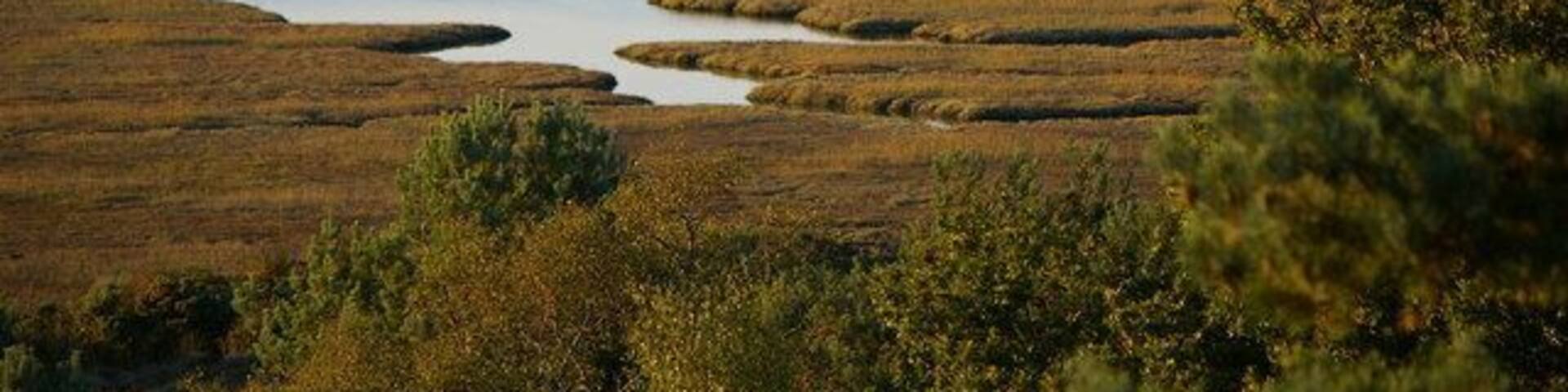 Saltmarsh at Arne Nature Reserve Photo taken from the viewpoint near Shipstal Point