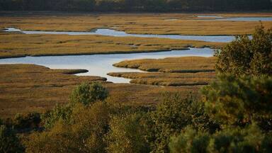 A wetland landscape with multiple water bodies and dense vegetation.