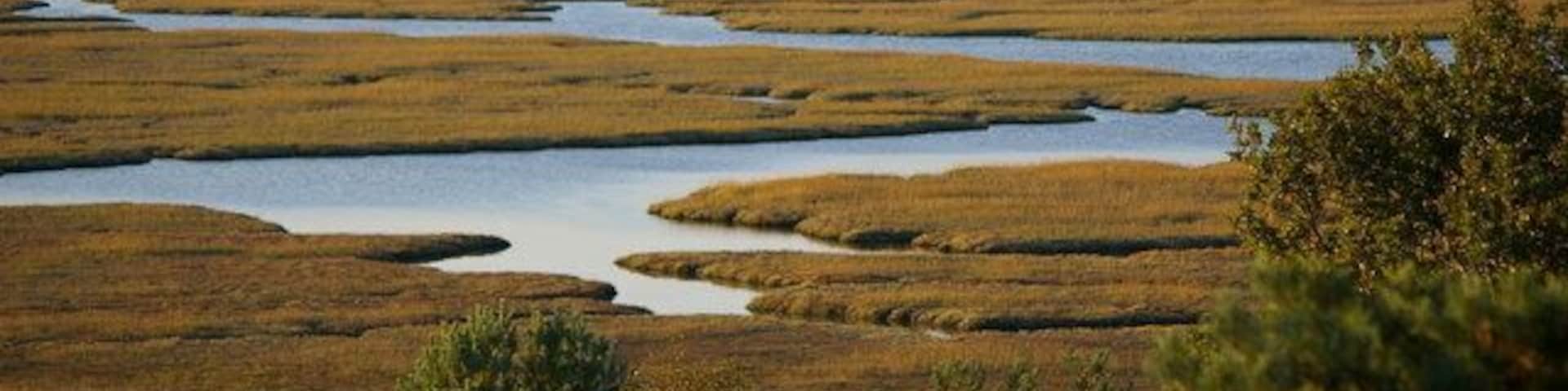 Saltmarsh at Arne Nature Reserve Photo taken from the viewpoint near Shipstal Point