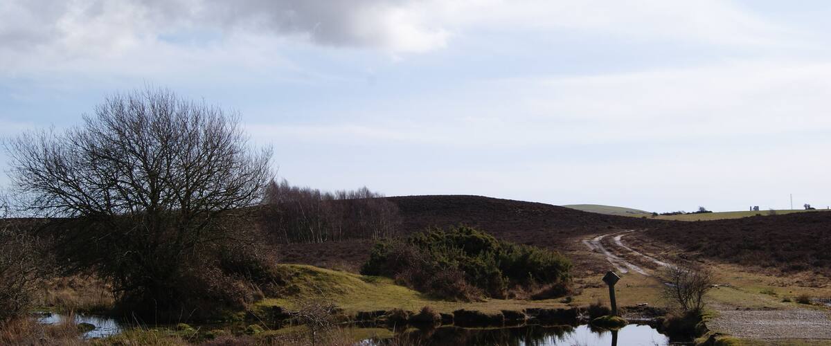 A rural landscape with a pond, a dirt path, and a hill in the background.