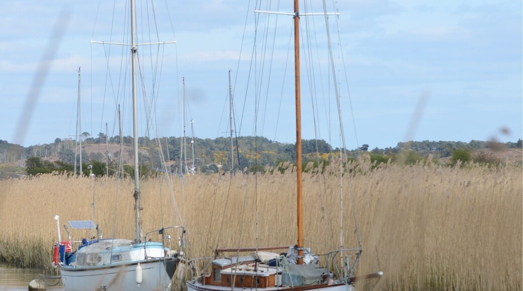 Nature walk through the reed beds alongside the river, beware of Adders!