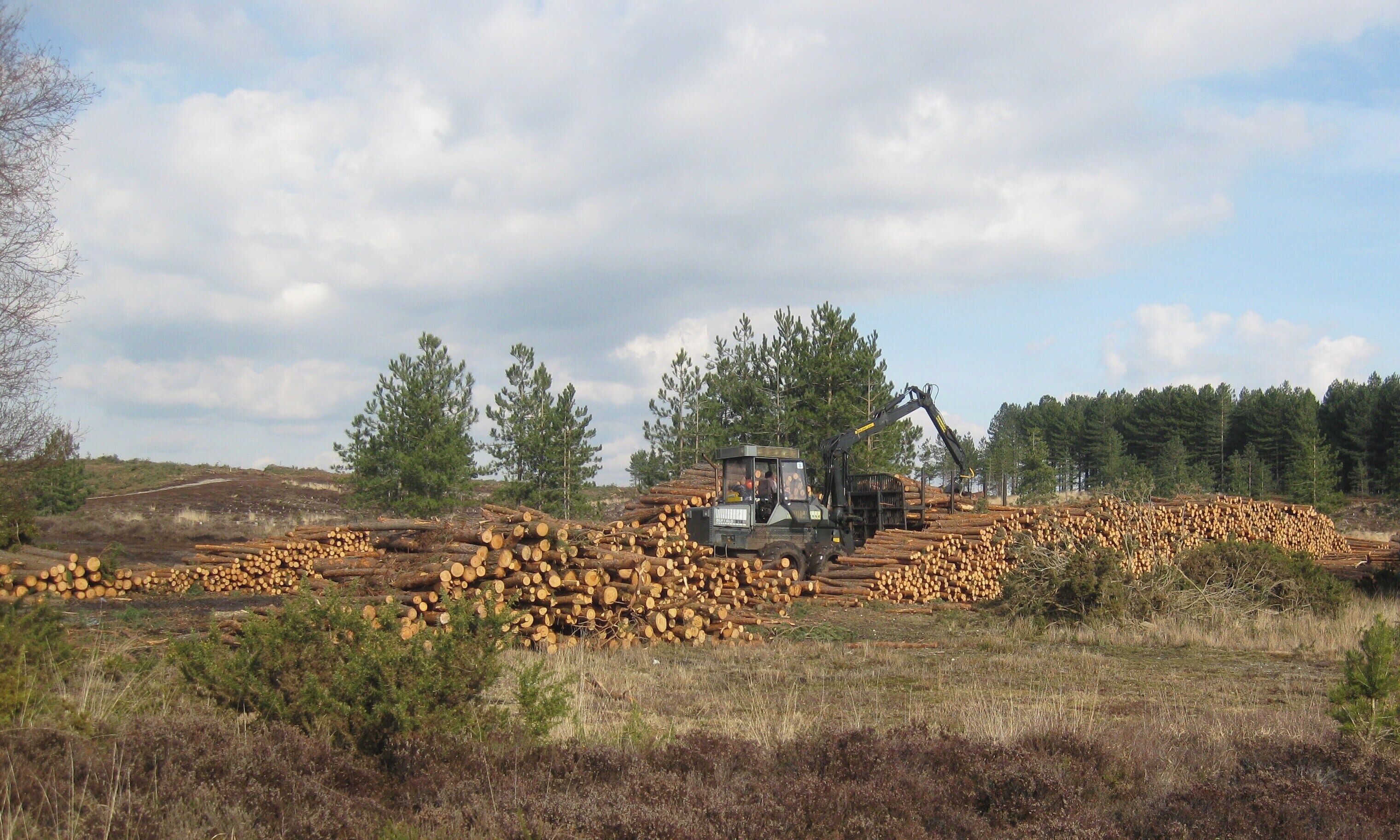 Forestry Work. Stacking logs on track just off Soldiers Road between Middlesbere Heath and Slepe Heath. Slepe Heath is now private land with no access. A Ponsse Buffalo forwarder at work.