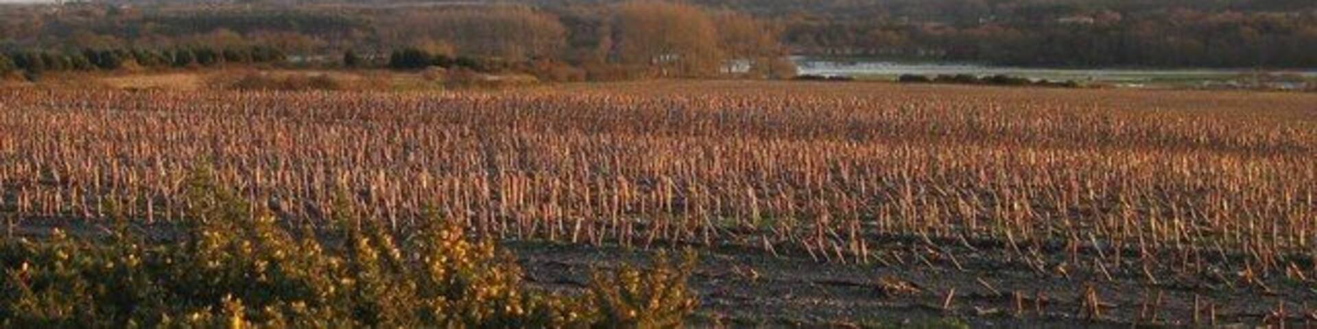 Worgret Hill - Wareham View from the west side of Worgret Hill towards the Purbeck Hills,across the stubble field to the river Frome in flood. The hill to the right is Creech Barrow SY9282. Corfe Castle is just visible to the left end of the hills.
