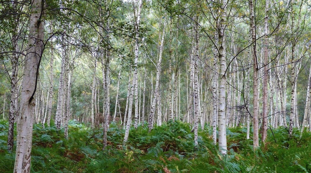 I'm not really sure which tree the camera focused on! :)) RSPB Arne, Dorset.