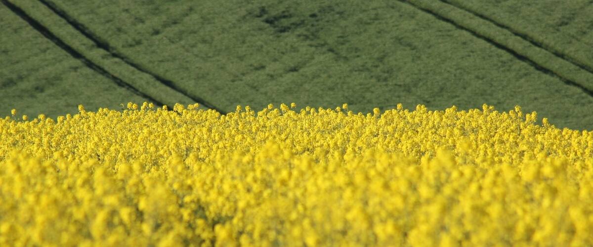 A field of yellow flowers with green fields in the background.