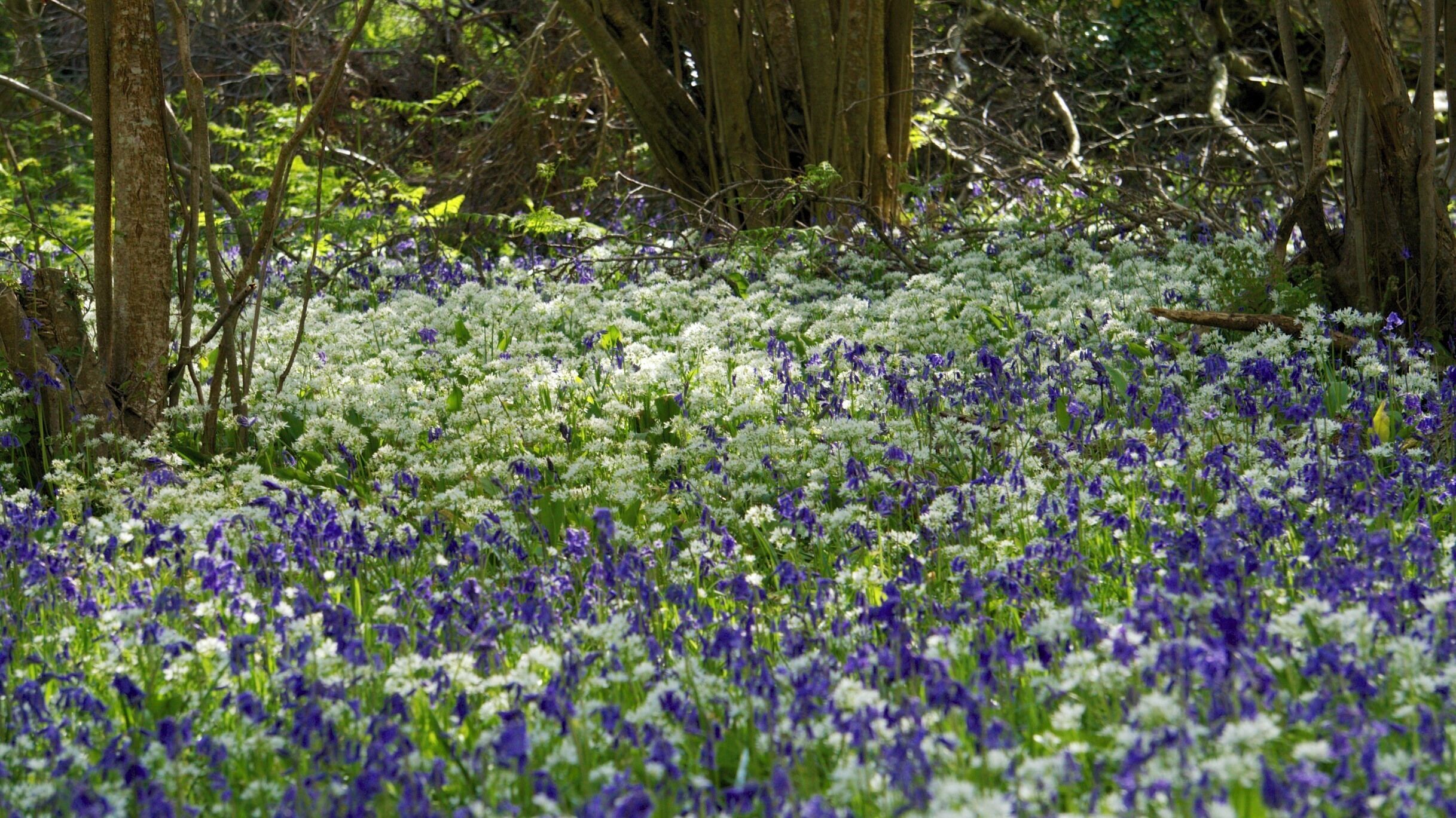 Kilwood nature reserve. Purbecks, Dorset.