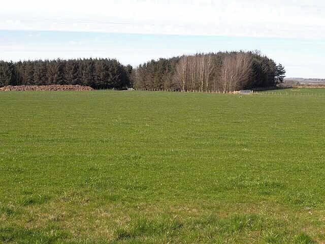 Wood near Morwick Moor House Morwick Moor House lies behind the wood.