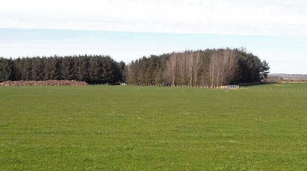 Wood near Morwick Moor House Morwick Moor House lies behind the wood.