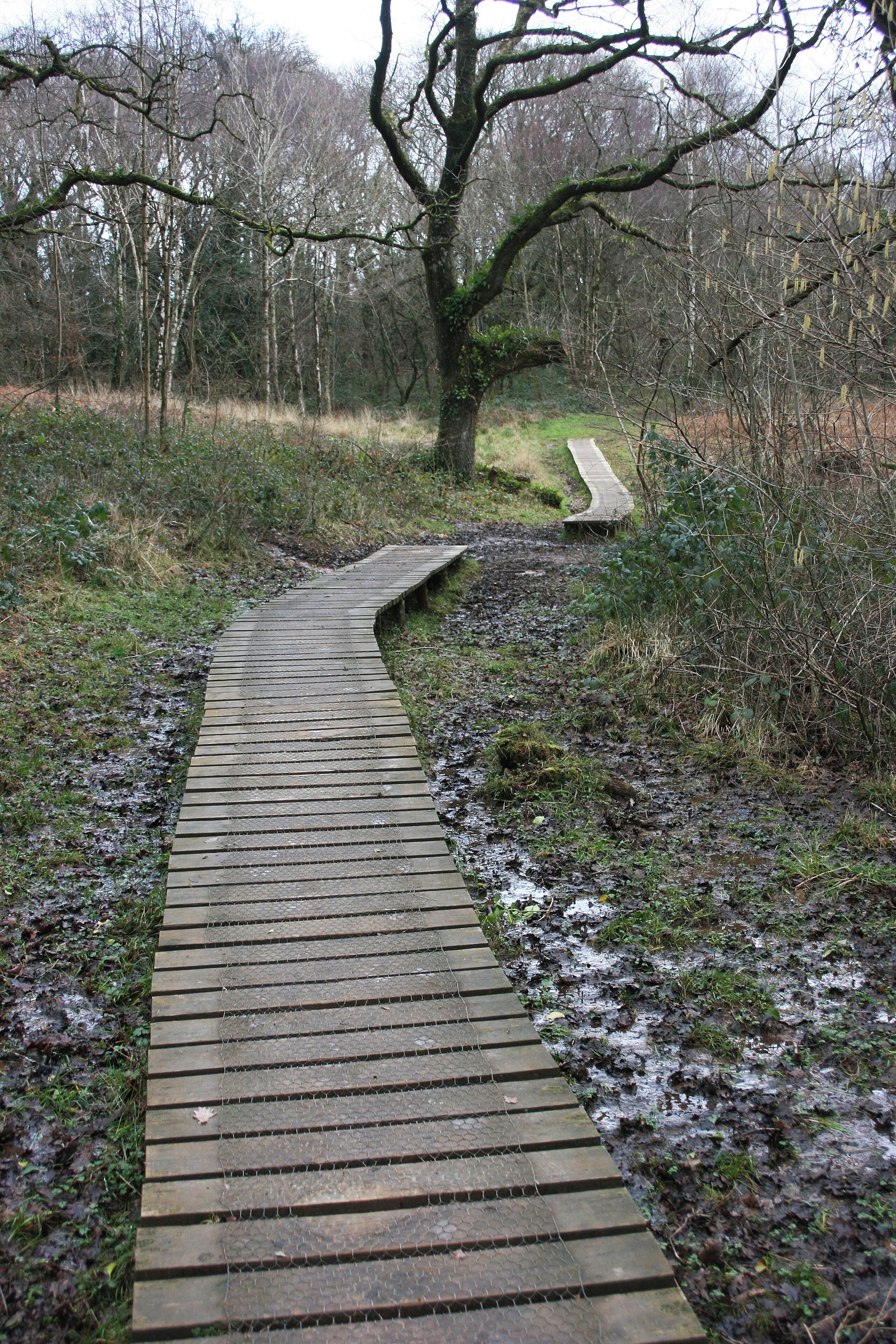 A wooden boardwalk curving through a forested area with a bench and a large tree in the background.