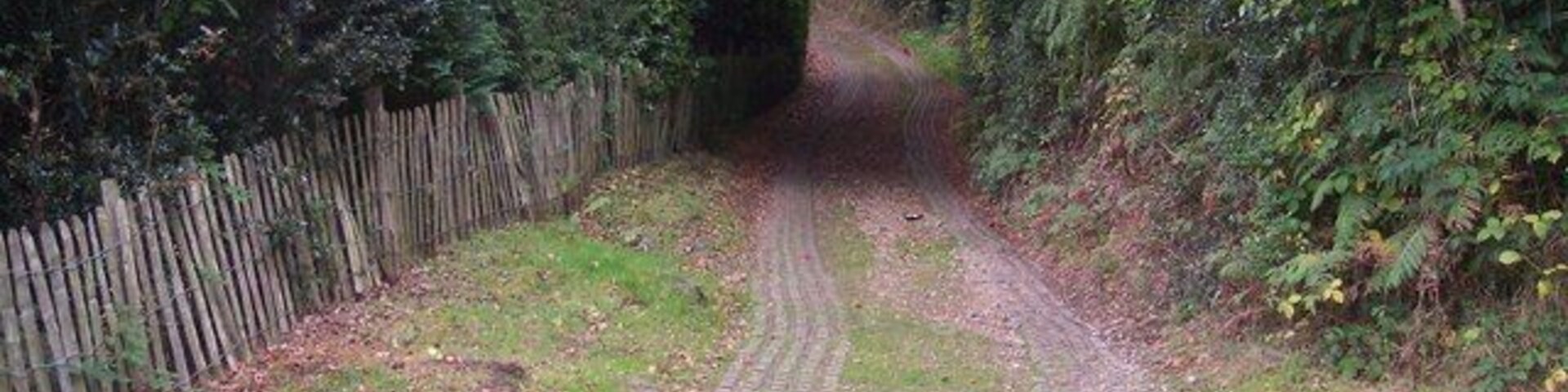 Uma estrada rural estreita e sinuosa, ladeada por sebes e árvores densas.