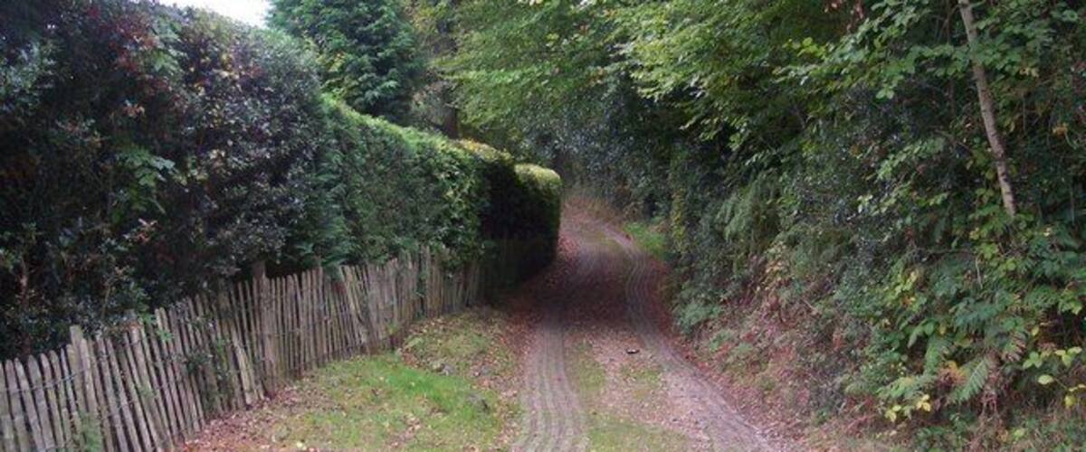 A narrow, winding country road flanked by dense hedges and trees.