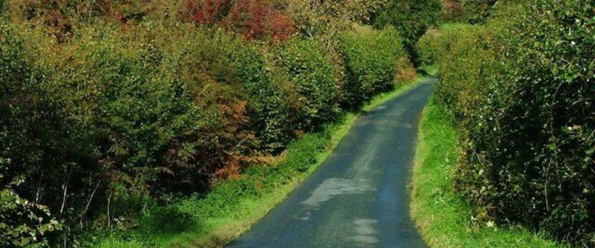 A narrow rural road flanked by dense hedgerows and trees.