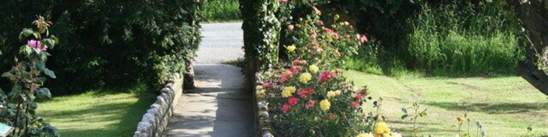 Un sendero en un jardín bordeado por rosales en flor y exuberante follaje.