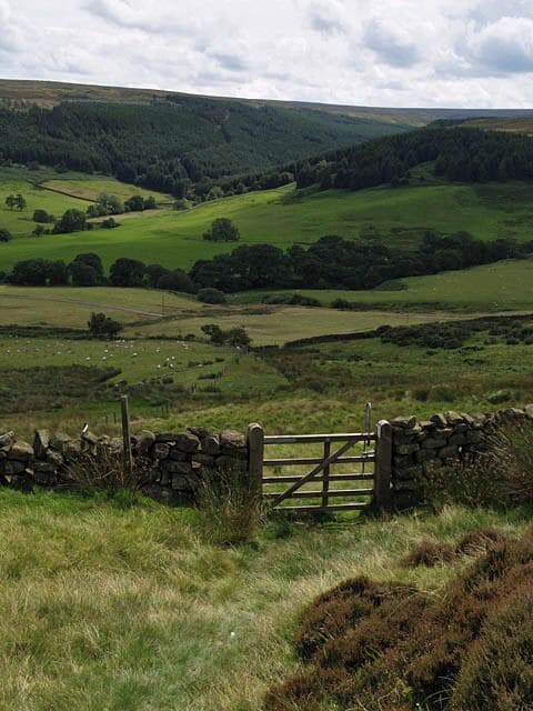 Bridleway to Baysdale Looking south to wards Grain Planting East