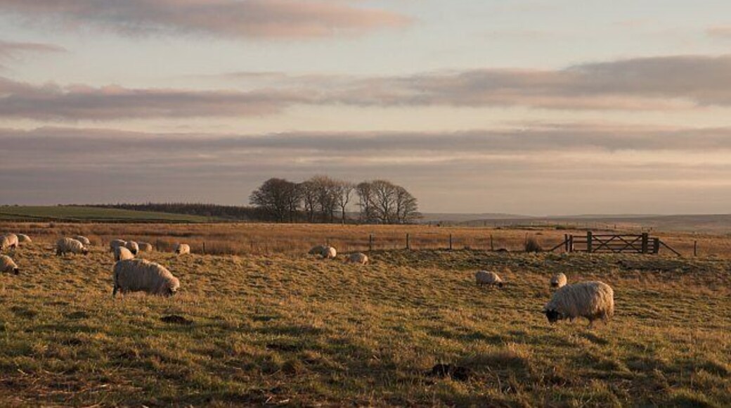 Sheep on rough grazing. Just off the A171, on the road to Lealholm.