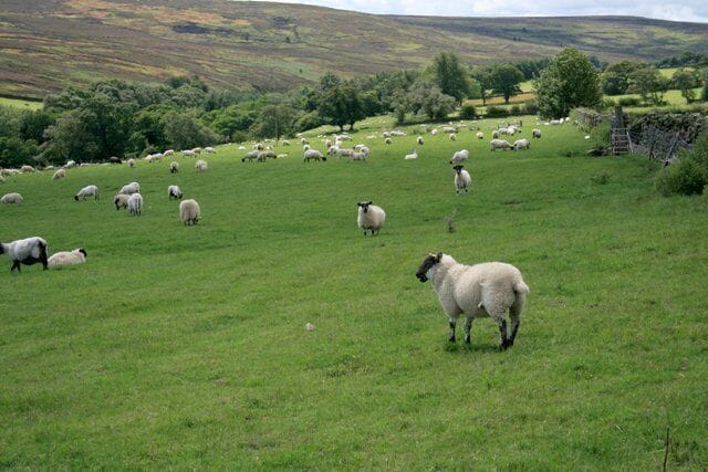 Sheep Pasture, Commondale Looking up the dale to Kempswithen Moor.