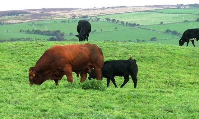 Pasture, St. Ive's Farm