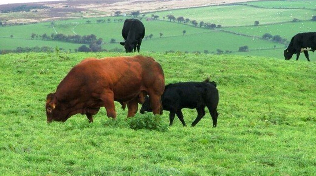 Pasture, St. Ive's Farm