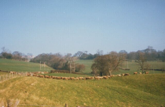 Up hill and down dale. A straggle of sheep at Sleights.