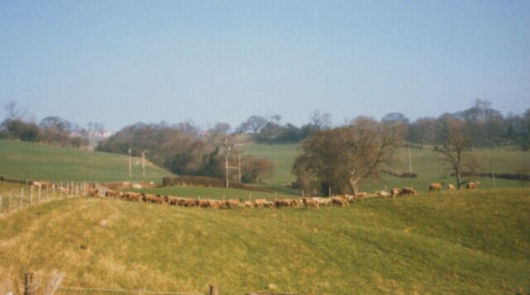 Up hill and down dale. A straggle of sheep at Sleights.