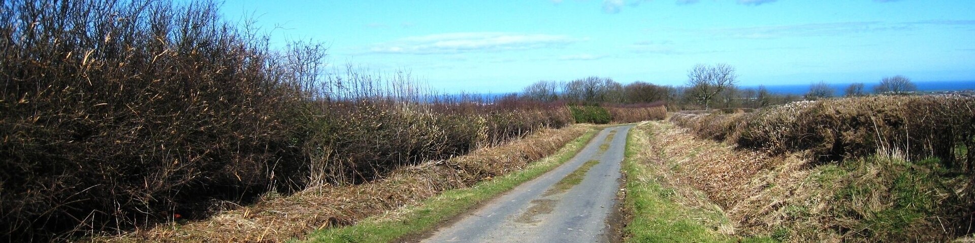 Un camino rural bordeado por pastizales secos y arbustos bajo un cielo azul despejado.