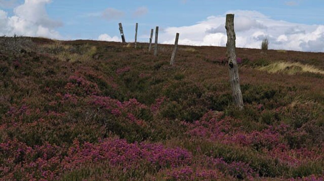 This way up The bridleway from Baysdale follows this line of posts across the moorland. Once a fence I think; it is marked as one on the 1:25000 map.