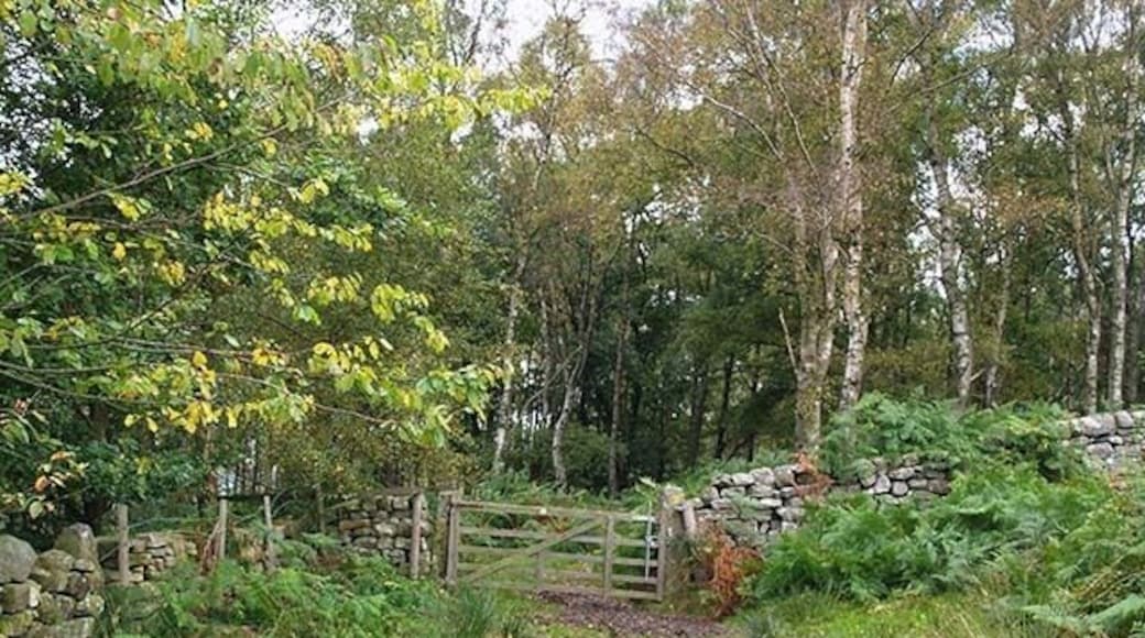 Entrance to Danby Park The bridleway between Danby and Castleton enters the birch woods