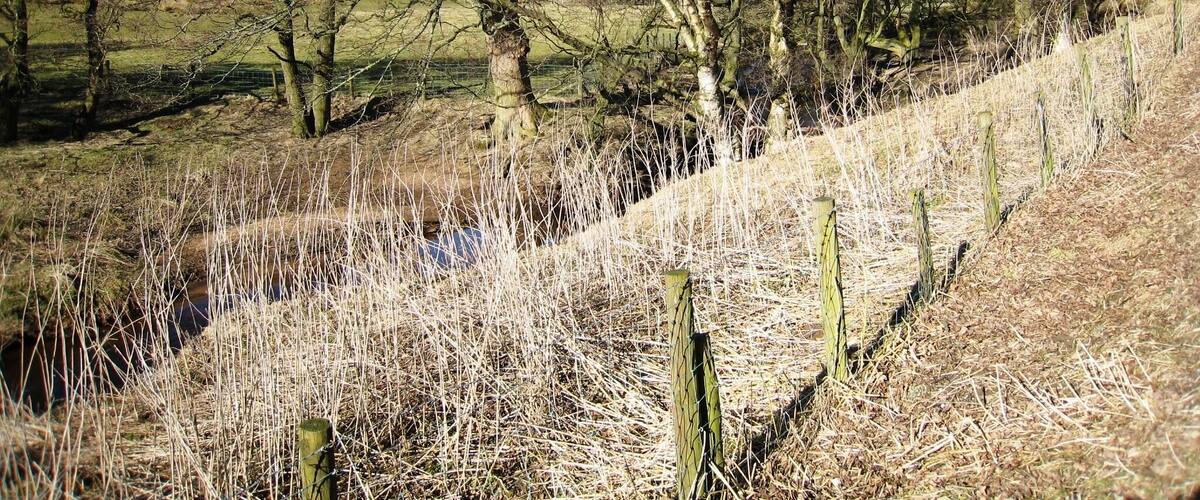 A rural landscape with a grassy slope, a fence, and leafless trees.