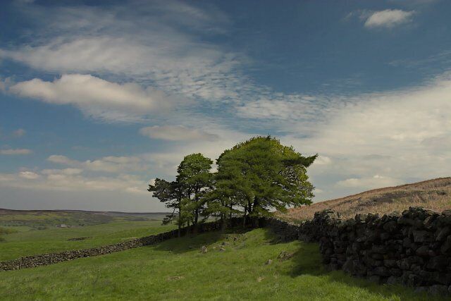 Clump of trees at Westerdale. Giving a little shelter on this bleak hillside.