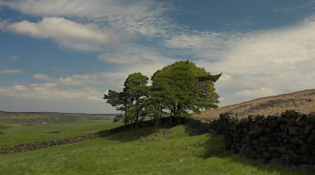 Clump of trees at Westerdale. Giving a little shelter on this bleak hillside.