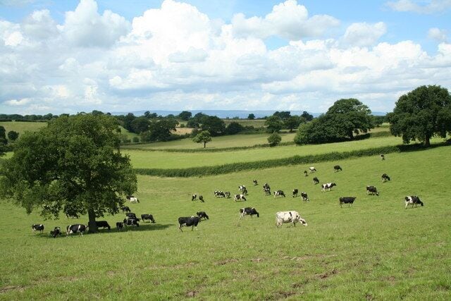 A grassy field with cows grazing, trees, and a clear sky.