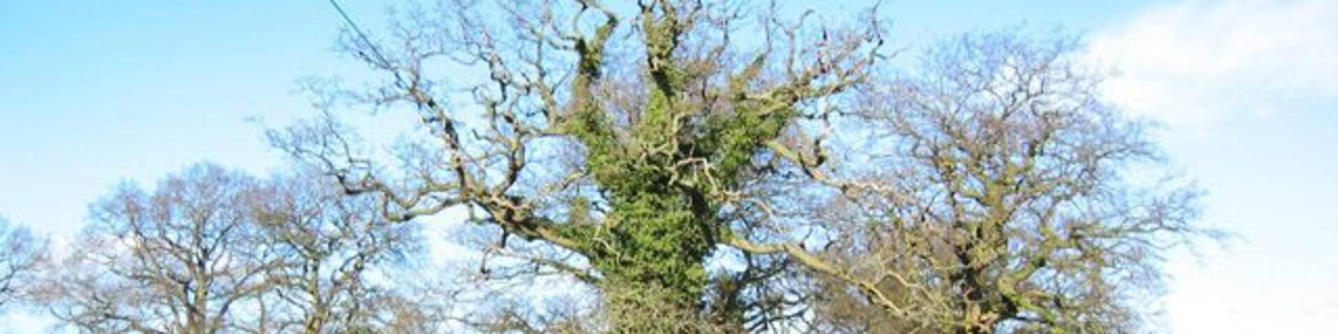 Mature oaks by Llethr Mill View north along the track between Iscoyd Park Gate House and Wolvesacre Mill. The track is signed as a public byway but is unpaved along most of its length. Llethr Mill is visible on the left. The track is just about to descend into the valley of Wych Brook. 337543 shows the track further south