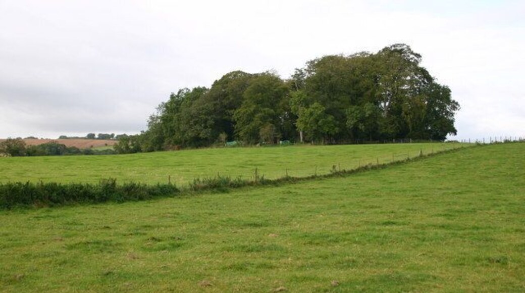 Quarry Plantation Quarry Plantation from the Maperton to Silver Knap road