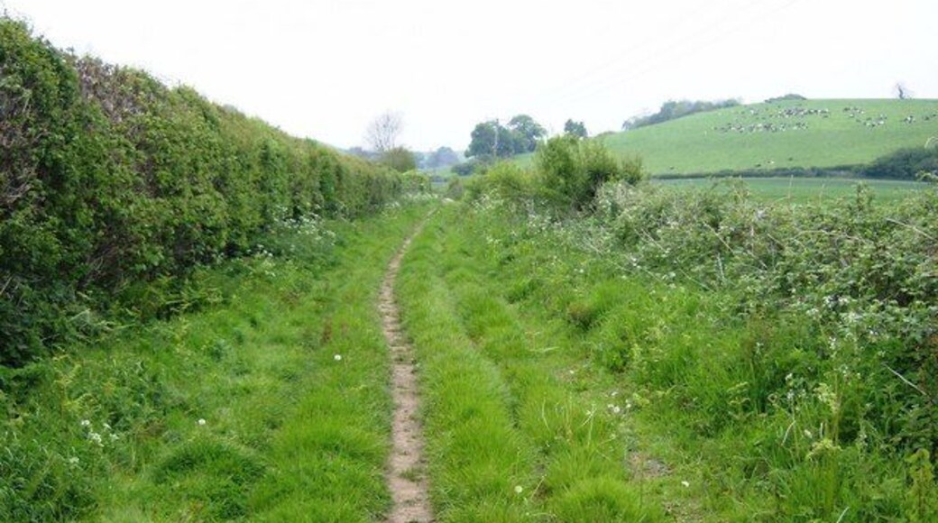 Hick's Lane near Marylands Farm This lane is a bridleway, part of three long distance paths, the Macmillan Way, the Monarch's Way and the Leland Trail. The cows on the hillside are in the next square.