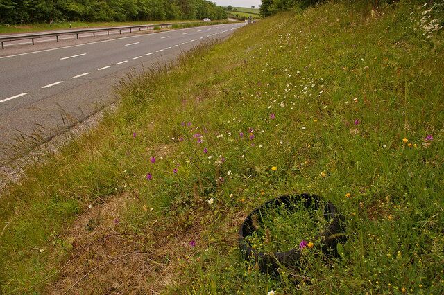 A303 lay-by with a difference. Travel along the A303 as it passes through the chalk country of East Somerset/North Dorset/South Wiltshire/North Hampshire in late June/early July, and in a number of places you may see the roadside banks dotted with the strong pink of Pyramidal Orchids (Anacamptis pyramidalis). Primarily a plant of chalk and other calcium rich soils (coastal dunes are another favoured location), it is often an early coloniser of bare soil, with large populations building up. This particular bank is conveniently sited at a lay-by, enabling close inspection of the "colony", which here runs into the hundreds. The discarded tyre sits rather incongruously among them. Although not obvious from this photo (but see 1362132), there is also a Bee Orchid (Ophrys apifera) here - one or two can be found here in most years. Interestingly, on the opposite side of the carriageway at this point, there is a large patch of Common Spotted Orchids (Dactylorhiza fuchsii), obvious when passing from the paler shade of pink, which are absent from this site - the Pyramidal Orchids favour the drier, sun baked, south facing bank shown here, whereas the Common Spotted Orchids prefer the slightly cooler and shadier conditions found on the other side of the road.