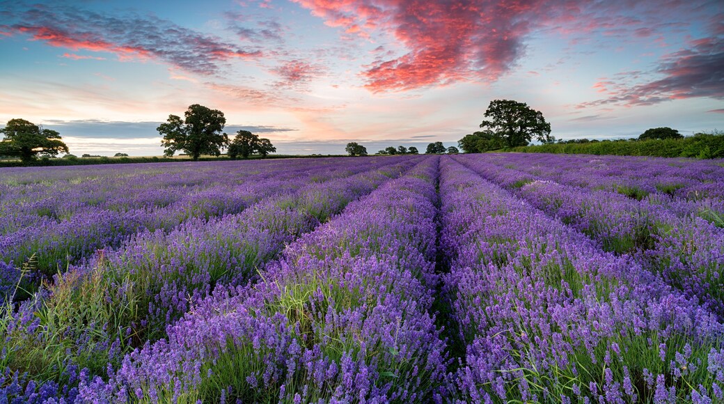 Ett fält med lavendel, med rader av lila blommor under en solnedgångshimmel.