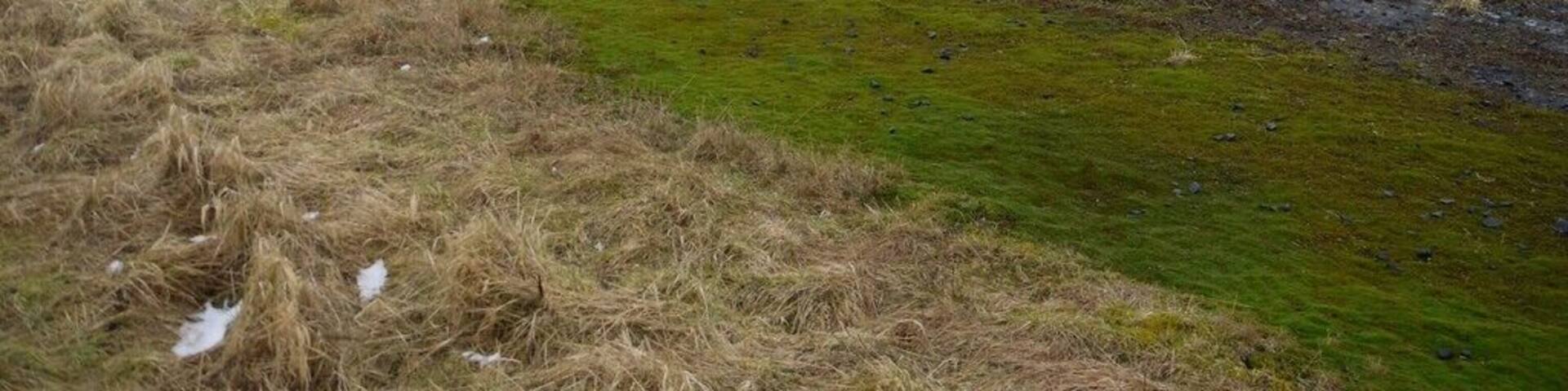 Remains of runways of RAF Milfield. A WWII RAF Fighter Command facility, opened in August 1942, used as one of a series of north Northumberland training bases. 59 Operational Training Unit trained some 1500 pilots in 34 months. The airfield was designed as a Class A expansion field, with runways in a triangular arrangement, and buildings dispersed around the perimeter to minimise disruption from enemy attack. The Miles Master Advanced Trainer aircraft was in common use for training but Hurricanes, Spitfires and Typhoons were all flown here as were Canadian Air Force Thunderbirds, Mustangs and Lightnings. The site was one of only two used in 1944 to develop tactics for the use of air-to-ground rockets fired from Typhoon aircraft. A memorial to the men who served here is erected in the nearby Maelmin Heritage Centre car park 301587 The photo shows the remaining northerly apex of the triangular runway pattern. Much of the land to the south-east was removed for sand and gravel extraction by Tarmac, starting around 1960. Much of this land is now grassed over and used by the Borders (or Milfield) Gliding Club 1249908