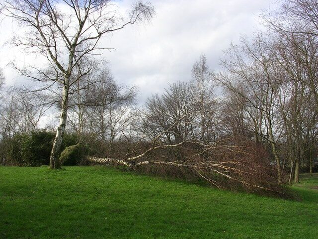 Fallen Birch tree A Silver Birch felled by high winds experienced in late February 2007. By Princess Parkway, Northenden.