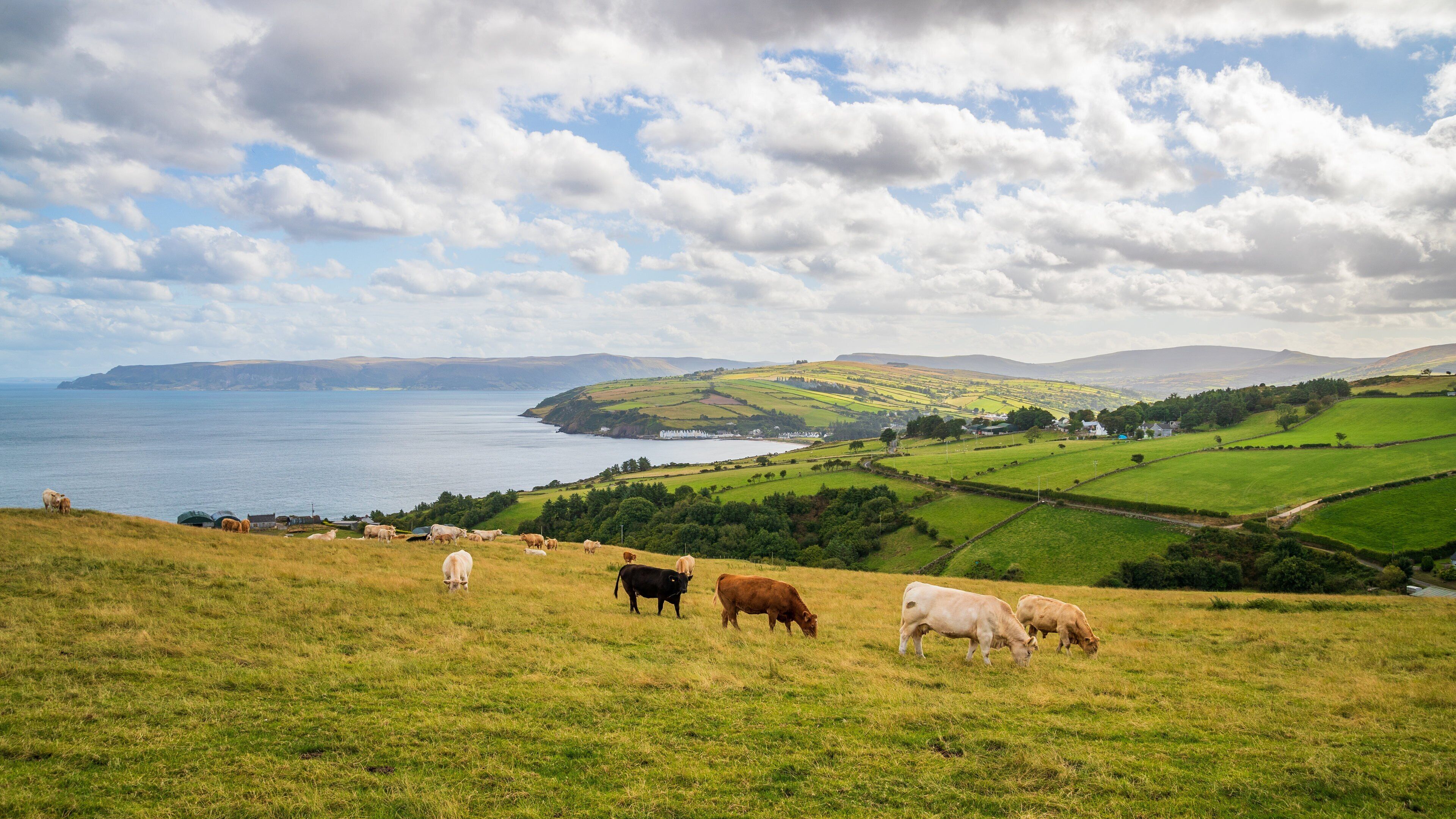 A coastal landscape with grazing cows, green fields, and a view of the sea and hills.