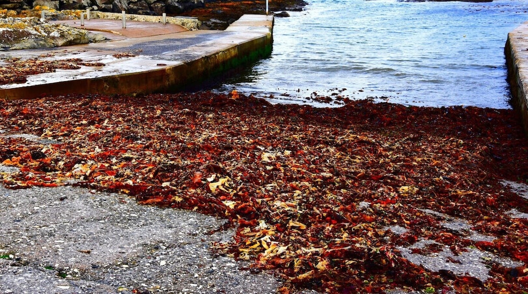 Great coastline spot for some photo opportunities. Craggy rocks, crashing waves, a ruin - it's all there. This was taken in 'vivid'.
All in all I've loved this area 😊 #dunseverick #causewaycoastalroute #northernireland