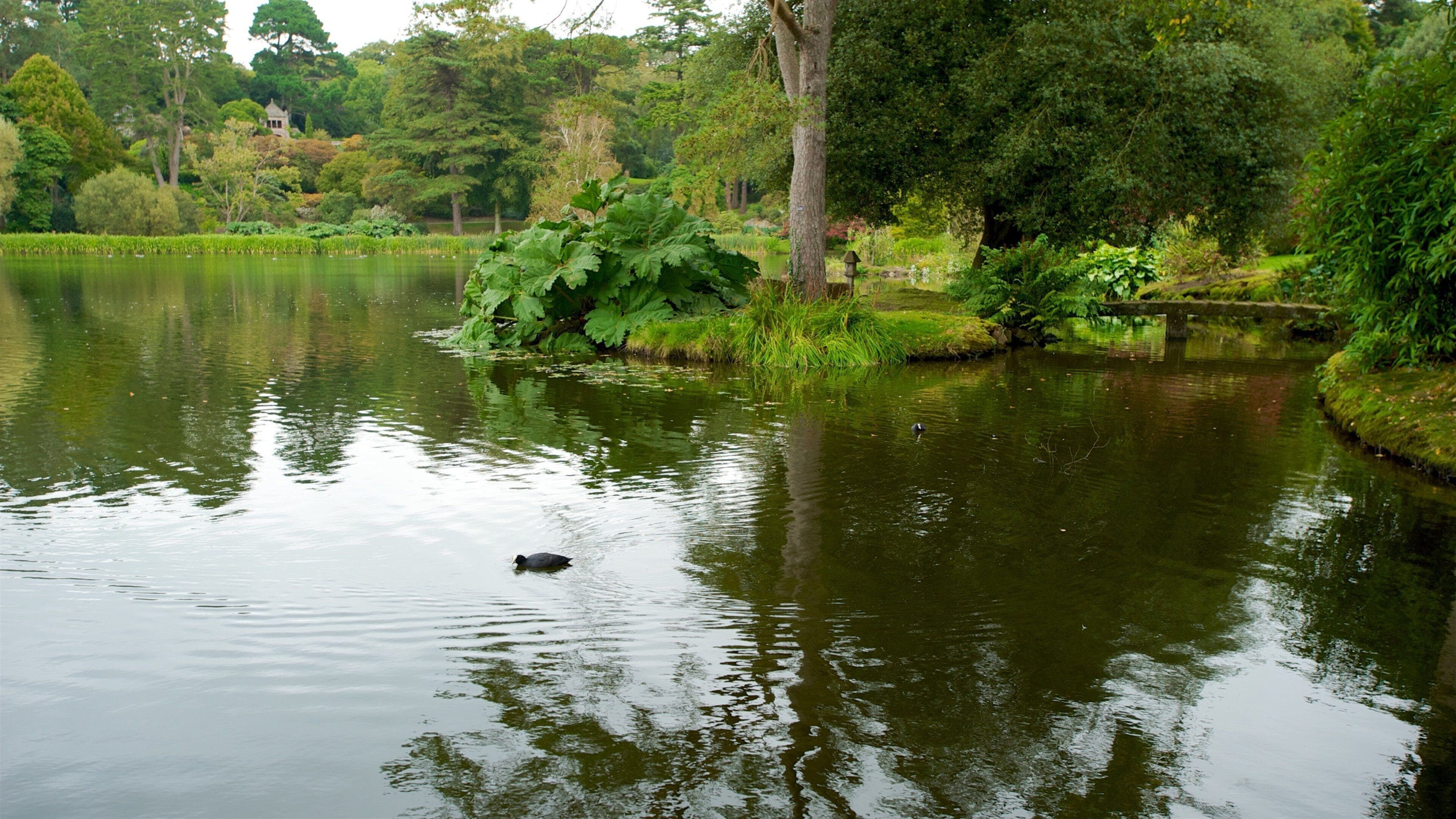 Manoir de Mount Stewart et jardins montrant lac ou étang et jardin